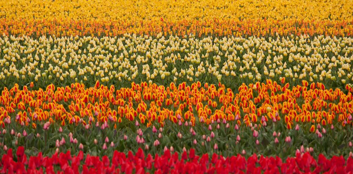 ** PRIER DANS LA VILLE, S'ARRÊTER PRIER ENSEMBLE ** 26-champ-de-tulipes-v2-64245c6ea962b189276246