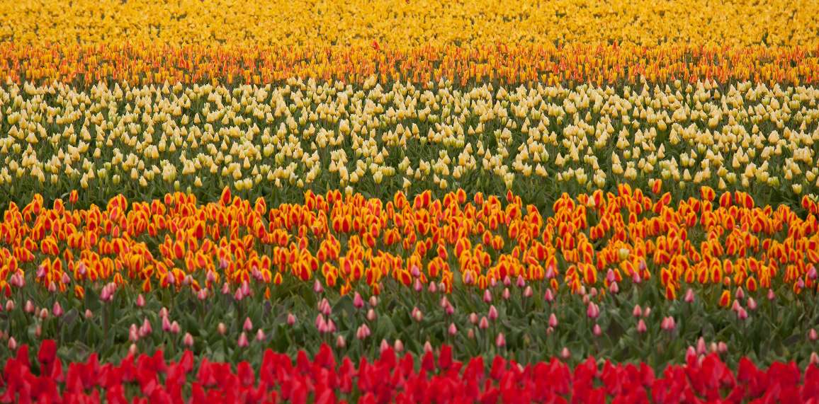 jour - Méditations sur l'Evangile du Jour ANNEE A - Page 5 26-champ-de-tulipes-v2-64245c6ea962b189276246