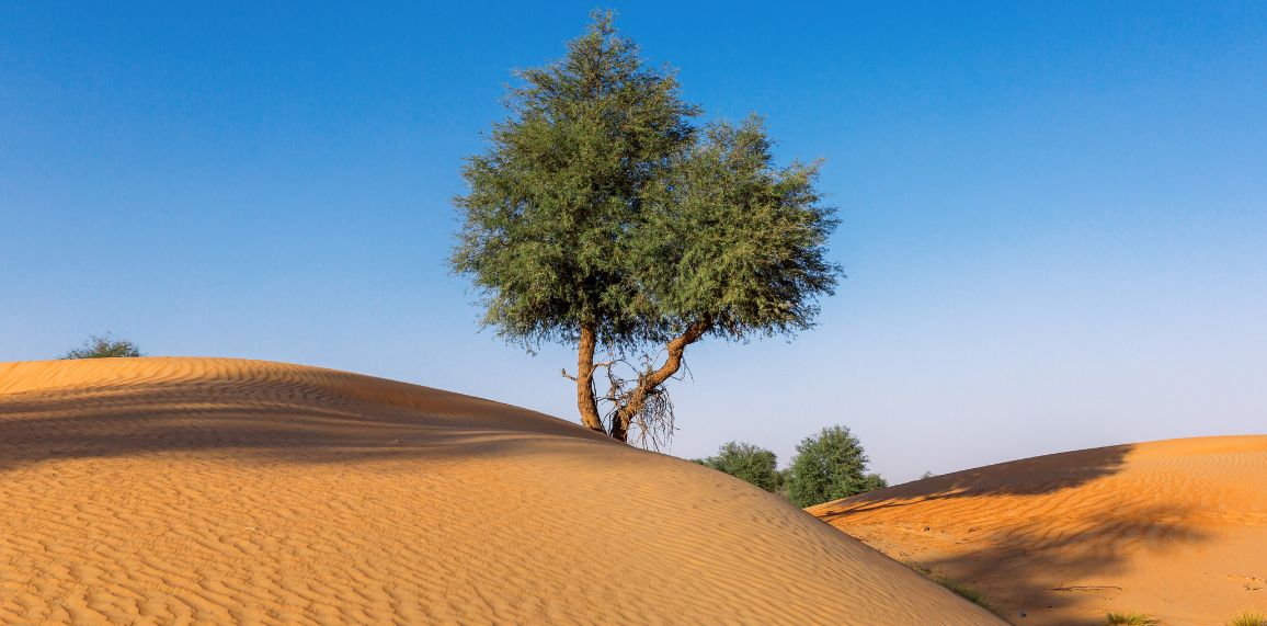 ** PRIER DANS LA VILLE, S'ARRÊTER PRIER ENSEMBLE ** - Page 5 3-arbre-desert-v2-6412fa676d1ae298371714